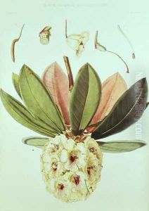 Rhododendron Wightii by William Hooker