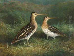 A Pair of Snipe by Abel Hold