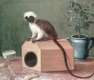 The Favourite Monkey of Carl Linnaeus 1707-78 by Gustavus Hesselius