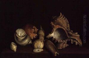 Still Life of Shells on a Ledge by Louis Hubner