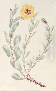 Rose Persian from the Botanical Register by M. Hart