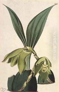 Orchid Maxillaria ciliaris by M. Hart