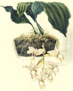 Orchidaceae Stanhopiea oculata (Lodd.) Lindley