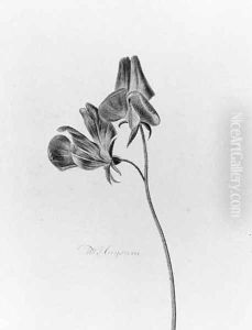 A Sweet Pea by Michiel van Huysum