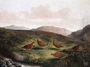 Grouse in a Moorland landscape