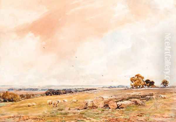 Sheep grazing in an open landscape - view 1