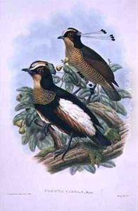 Queen Carolas Six wired Bird of Paradise by W. & Keulemans, J.G. Hart