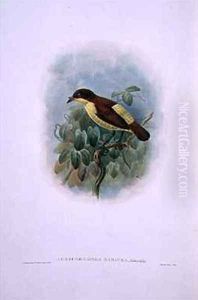 Loboparadisea serica Waterbilled Bird of Paradise by W. & Keulemans, J.G. Hart