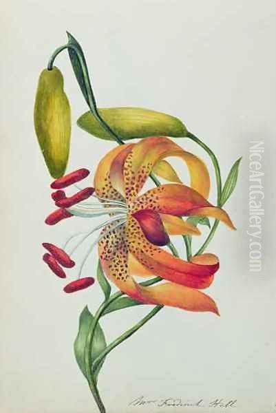 Tiger Lily - view 1