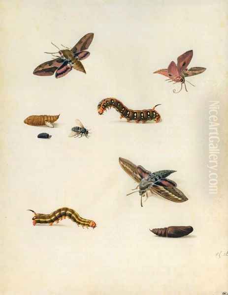 Insects - view 1