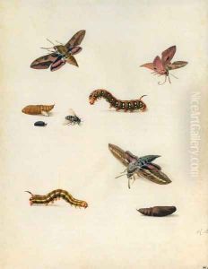Insects by Herman Henstenburgh