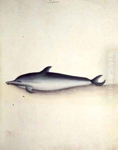 Porpoise Common dolphin