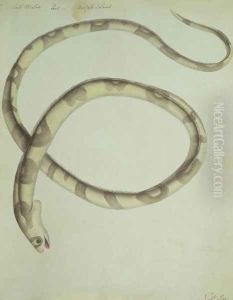 Salt water eel Norfolk Island Banded snake eel