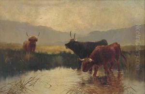 Cattle watering in a Highland landscape Cattle watering in a Highland landscape