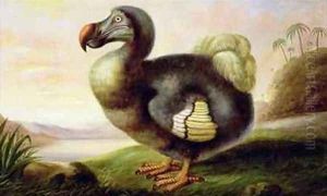 Study of a Dodo Study of a Dodo