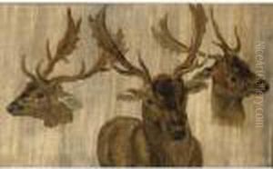 Three Head Studies Of A Roebuck Three Head Studies Of A Roebuck