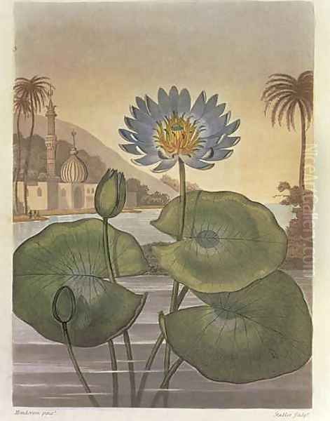 Nymphaea coerulea Blue Egyptian Water Lily - view 1