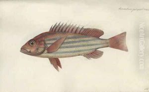 Lutjanus quinquelineatus by Johann Friedrich Hennig