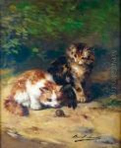 Les Deux Chatons Regardant Un Escargot