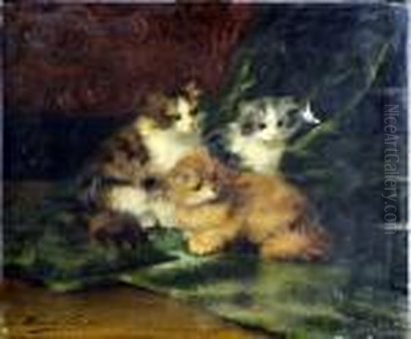 Les Chatons - view 1