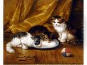 3 Chatons Huile Sur Toilesignee En Bas A Gauche 38 X 46 3 Chatons Huile Sur Toilesignee En Bas A Gauche 38 X 46
