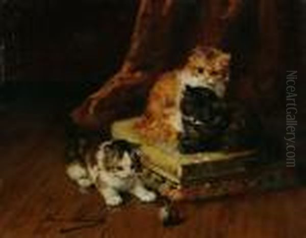 Kittens - view 1