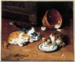 Chatons Chatons