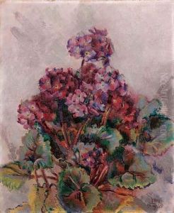 Primula Obconica