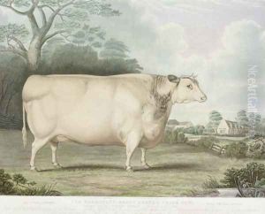 The Habertoft Short Horned Prize Cow by Hubbard, B.