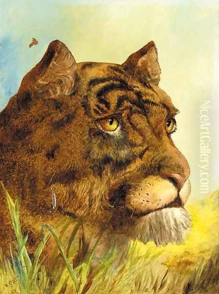 Head of a Tigress - view 1
