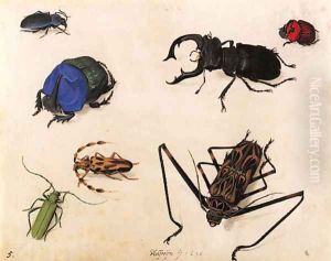 Beetles