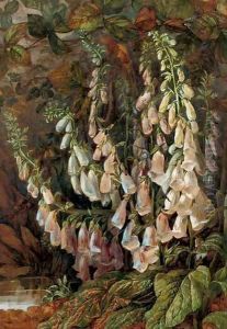 Foxgloves