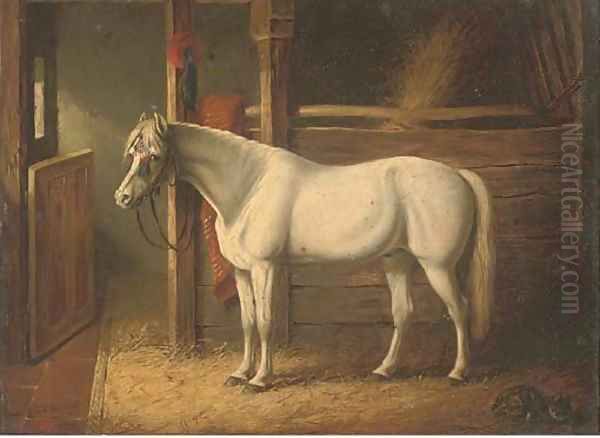 A grey stallion in a stable - view 1