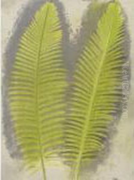 Ceratozamia (metique) - view 1