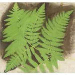 Ferns by Simon Albert Bussy