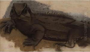 Lezard New Zealand