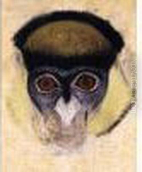 Tete De Singe D'abyssinie - view 1