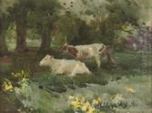Cattle In The Shade, Kilmurray
