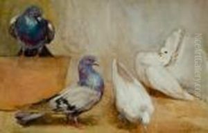 Fantail Pigeons