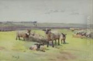 April Sheep In A Fold