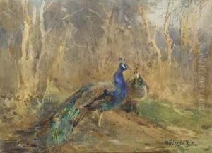 Peacocks