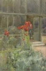 Poppies Poppies