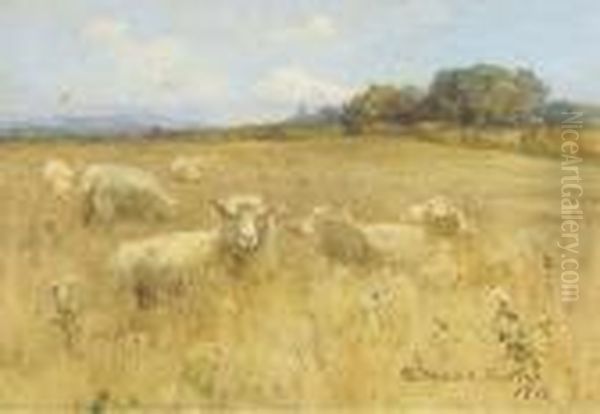 Sheep In A Meadow - view 1