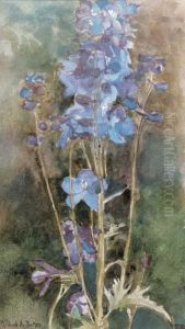 Study Of A Delphinium Study Of A Delphinium