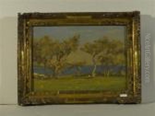 Landschaft Mit Pinienbaumen Am Meer. - view 1