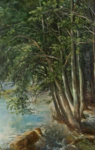 Waldstudie Mit Uberschwemmtem Flussufer