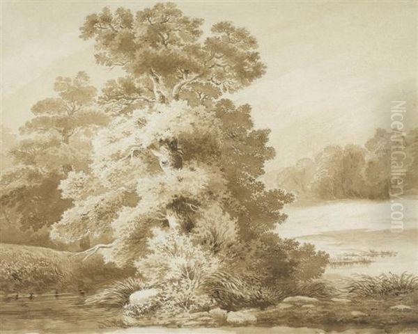 Study Of A Tree - view 1