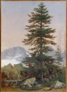 Etude De Sapin Devant Un Paysage De Montagne