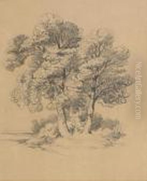 Tree Study - view 1