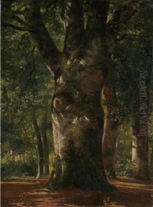 Stem Of A Beech Tree